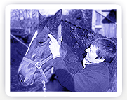 A horse being treated with Equine Bowen Therapy